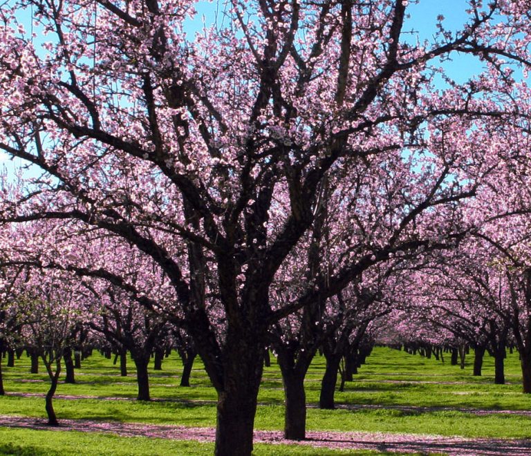 almond