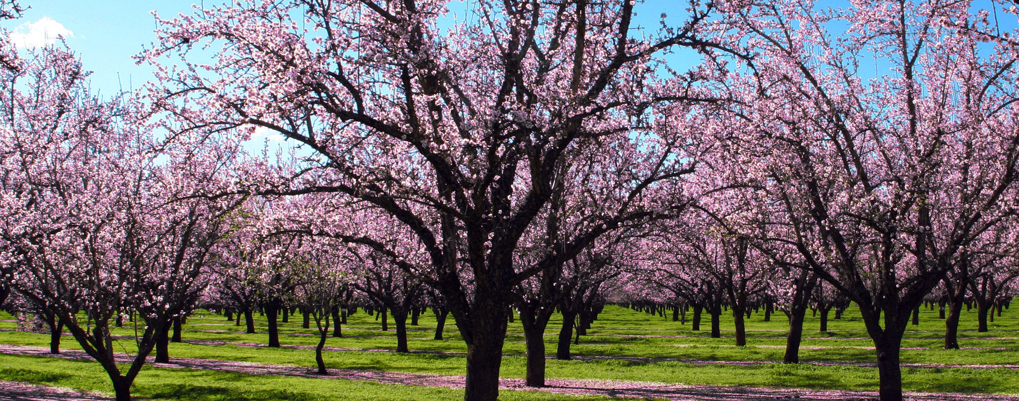 Αμύγδαλο: μεγάλο ενδιαφέρον για νέες φυτεύσεις, υψηλές οι τιμές παραγωγού
