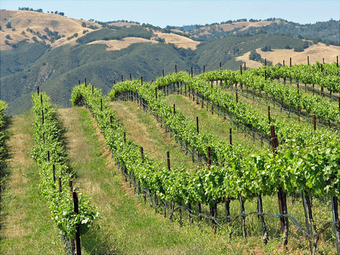 Από 1/3 έως 15/4 οι αιτήσεις για νέες άδειες φύτευσης οινάμπελων