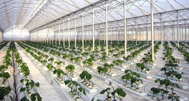 Το πρωτοπόρο story της εταιρείας που παράγει ντομάτες με… γεωθερμία στο Νεό Εράσμιο Ξάνθης