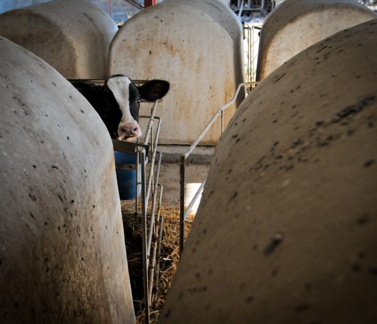 cows2