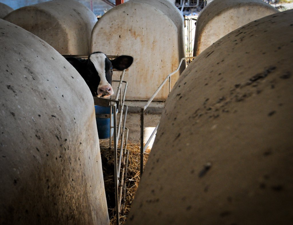 Έως 300 κιλά ημερησίως για γαλακτοκομικά προϊόντα οικοτεχνίας