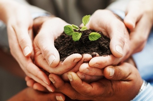 stockfresh_58249_business-growth-hands-holding-green-plant-indicating-teamwork_sizeS-538x354