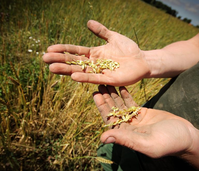 young-farmer-grain
