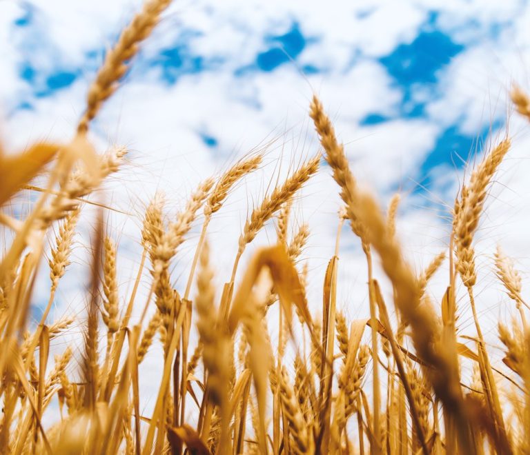 rsz_barley-cereal-clouds-576833
