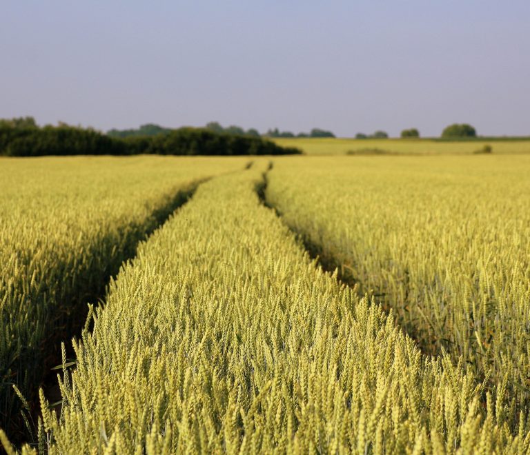 field-3471305_1920