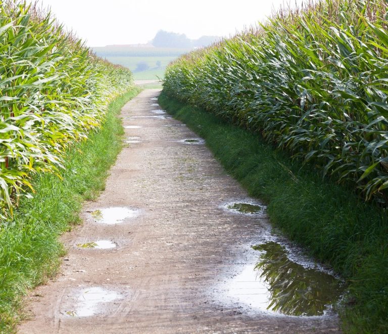 rsz_culture-of-maize-440856_1920