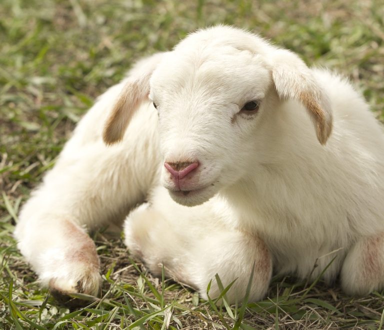 lamb-2216160_1280