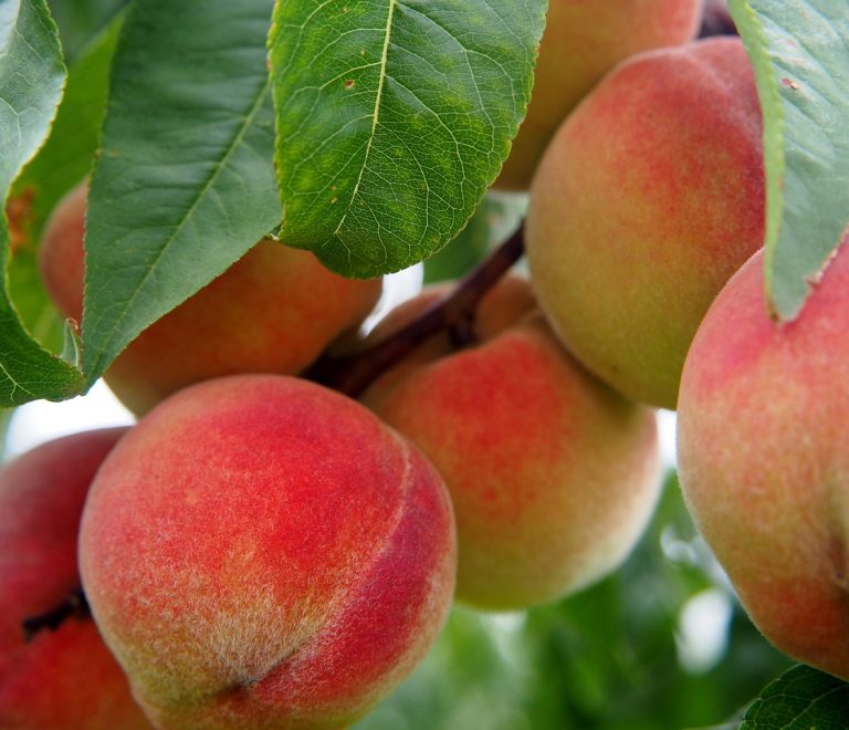 peach-2632182_1280