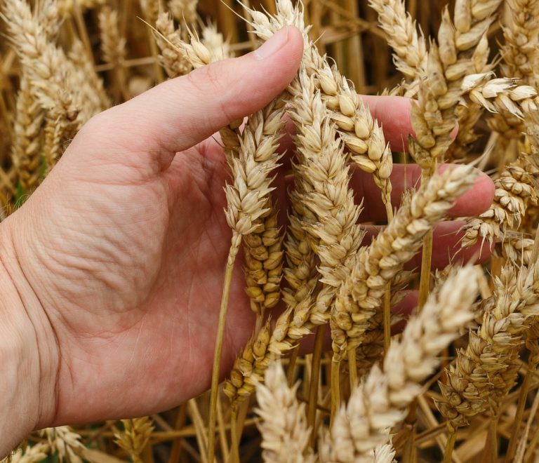 wheat-1530321_1280