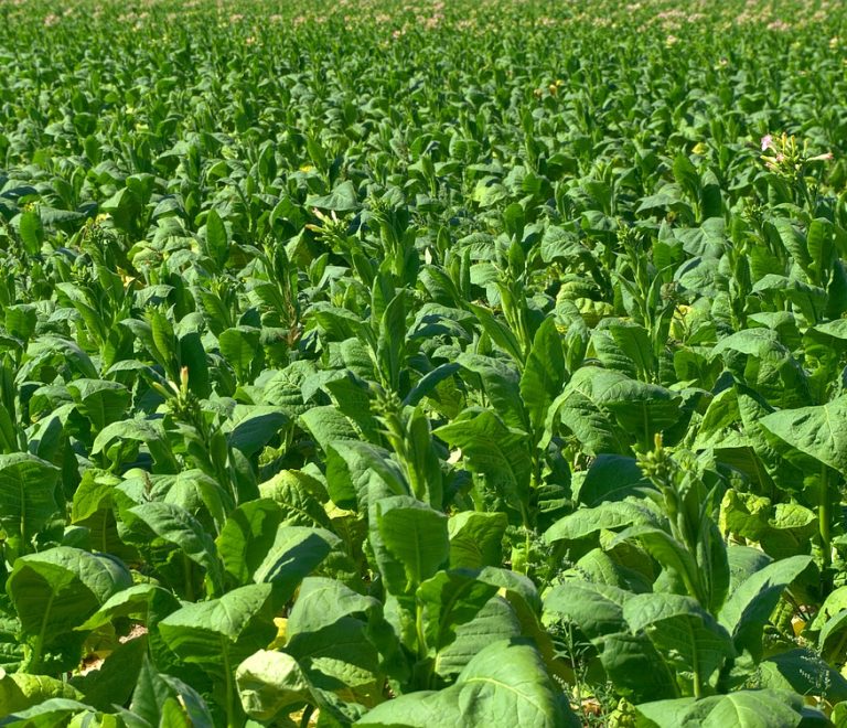 tobacco-2501868_1280