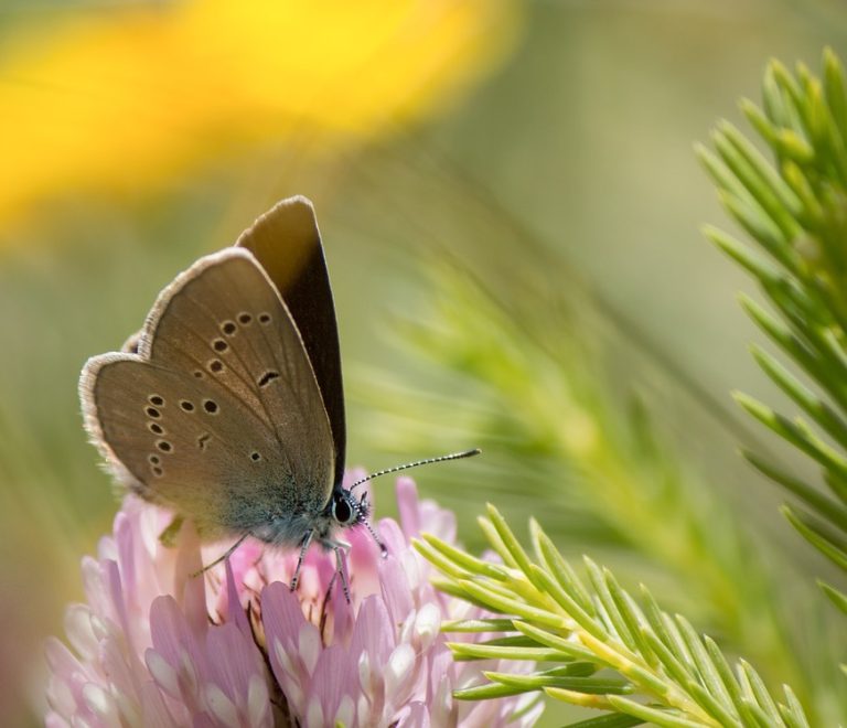 butterfly-1976737_1280