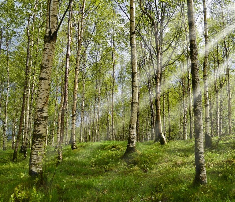 forest-2165356_1280