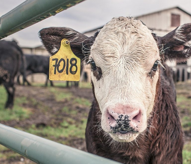 calf-362170_1280