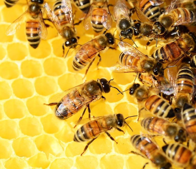 honey-bees-326337_1280