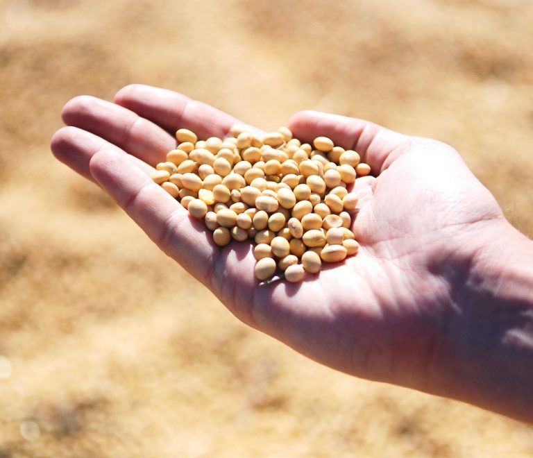 soybean-1831704_1280