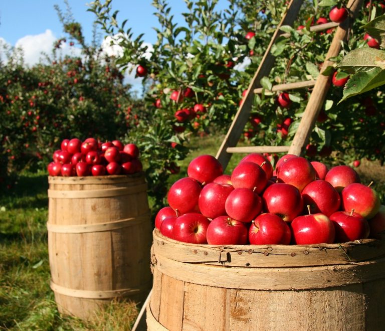 orchard-1872997_1280