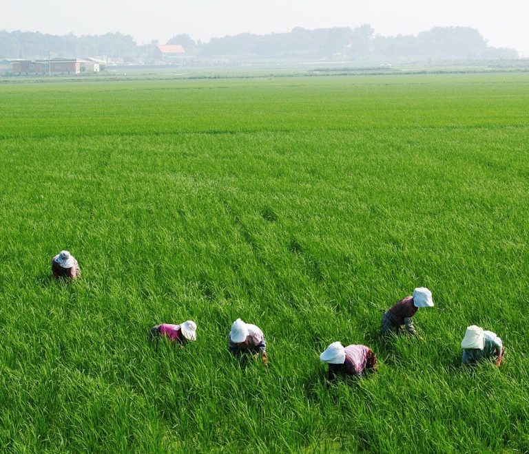 rsz_1rice-paddies-75590_1280