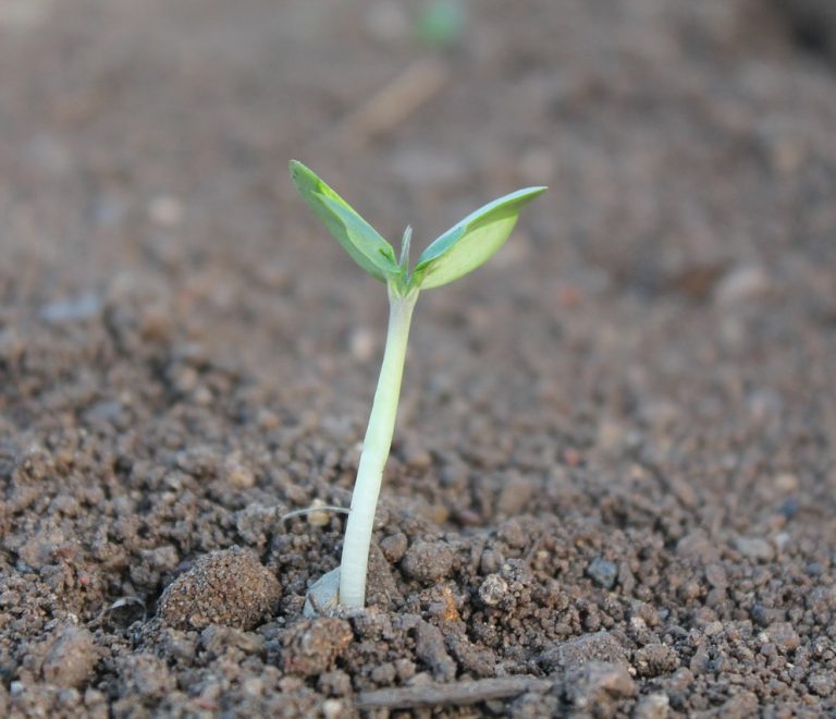 plant-259806_1280