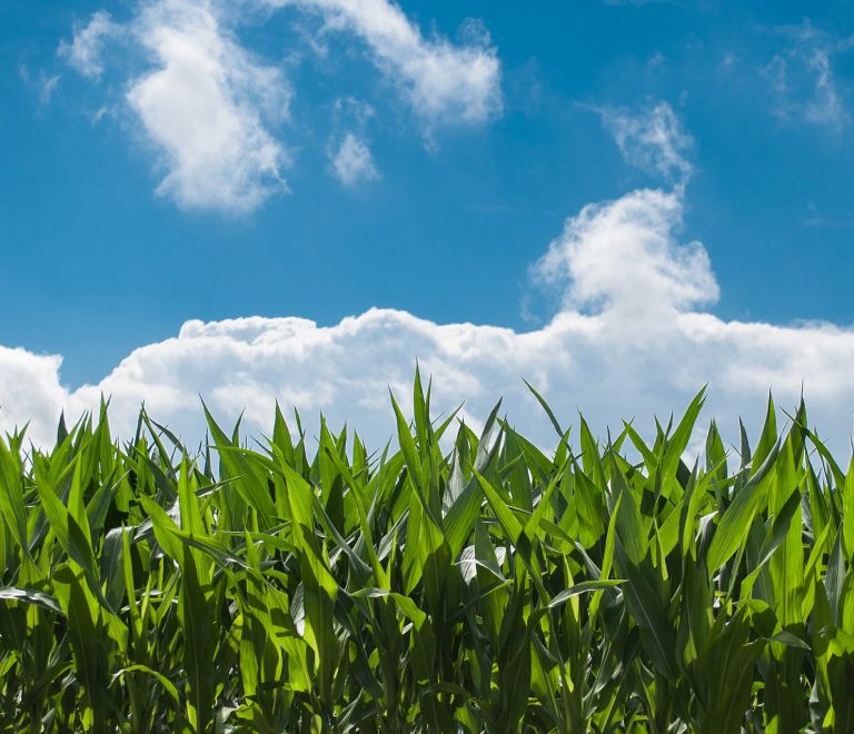 corn-field-440338_1920