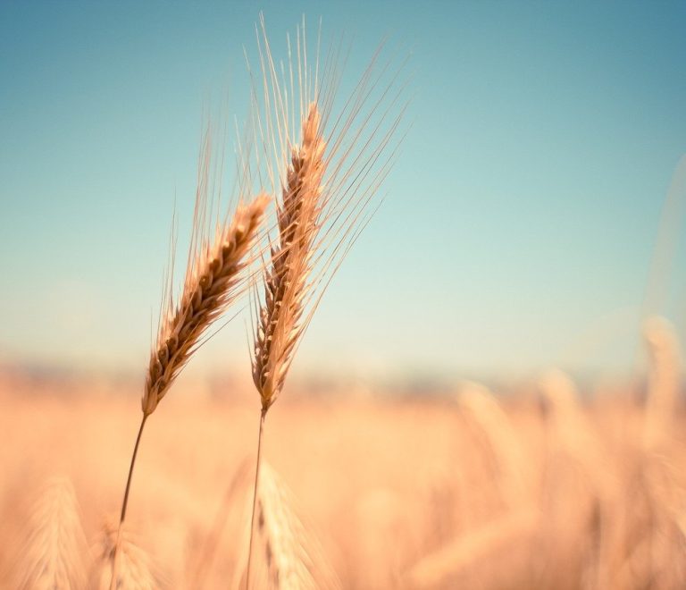 wheat-g8ac0d65d8_1280