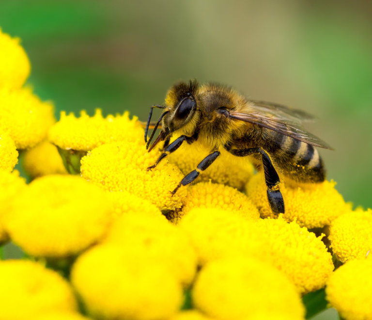 bees-inpage